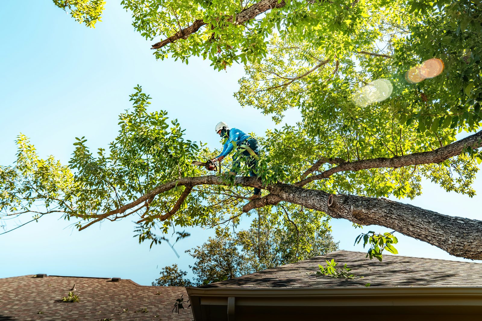 Tree service in Swan Valley Idaho